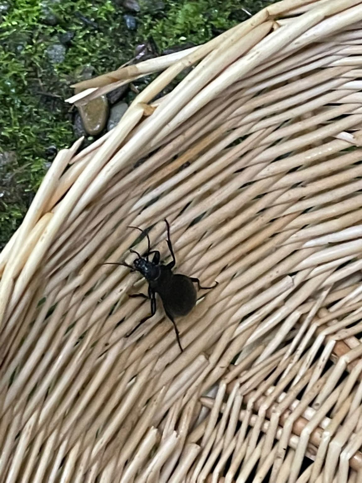 Waldspielgruppe Impression 41