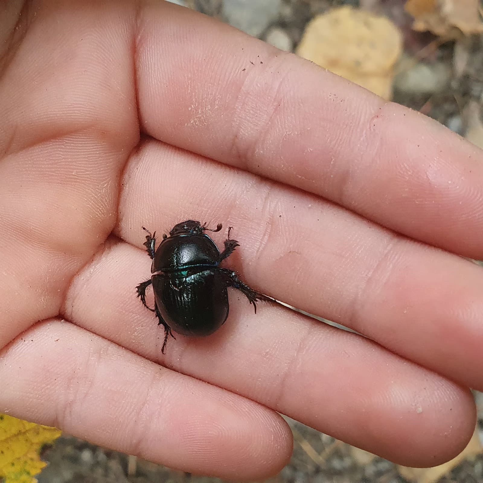 Waldspielgruppe Impression 50